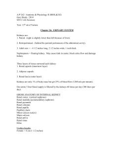 Urinary System Notes Ch 26 2014