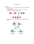 Macromolecules Basic Facts: Most are polymers – large molecules