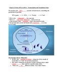 Chap 12.3 Notes: DNA to RNA - Transcription and Translation Notes