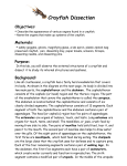 2013 Crayfish Dissection Packet