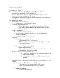 Reproductive System Notes