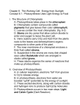 Chapter 8: The Working Cell: Energy from Sunlight