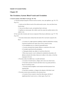 Saladin 5e Extended Outline