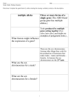 What are multiple alleles