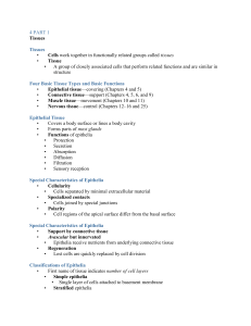 Areolar Connective Tissue