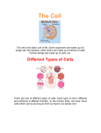 The Cell The cell is the basic unit of life. Some organisms are made