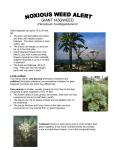 giant hogweed - Clallam County
