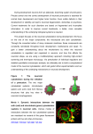 During development neurons form an elaborate, branching system