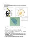 A typical animal cell The diagram below shows the typical structure