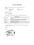 Cow Eye Dissection
