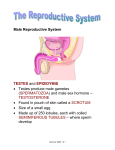 Male Reproductive System TESTES and EPIDIDYMIS Testes