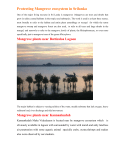 Mangroves - eLanguages