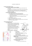 doc Detailed Respiration Notes