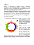 Cell cycle - GEOCITIES.ws