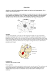 Ch 23 Amoeba