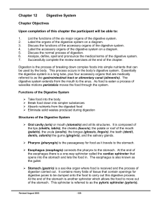 Chapter 12 Digestive System