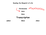 Reading the Blueprint of Life Chromosome DNA Gene Transcription