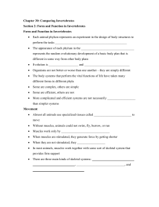 Chapter 30: Comparing Invertebrates