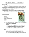 LAB- Plant vs. Animal Cell Directions