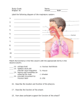 Study Guide Respiratory system