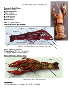 Crawfish/Crayfish Dissection Prelab Notes