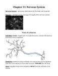 Chapter 31: Nervous System Nervous System – processes