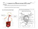 A Comparison of an Amphibious and Human Digestive System