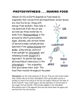 photosynthesis notes