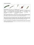 Major Algae Groups