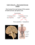 Unit N Notes #1 – The Central Nervous System - Mr. Lesiuk
