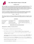 Catalase Enzyme Lab