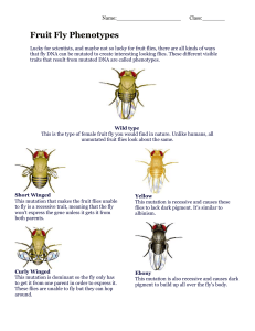 Fruit Fly Phenotypes