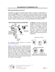 the genetics of tyrosinemia type i