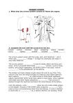 urinary system