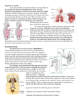 Respiratory System As you learned, the circulatory system was