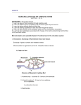 Lecture 8 Microcirculation