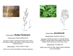 Pictures and descriptions of wetland plants