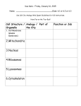 Ch3 Cell City Analogy Web Quest Worksheet