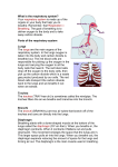 What is the respiratory system