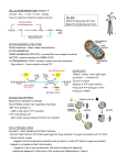 Cell Respiration Notes