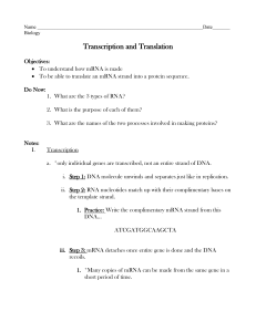 Transcription/Translation Notes