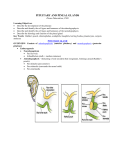 THE PITUITARY GLAND