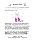 Respiratory System You breathe about 20,000 times each day! What