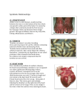 Symbiotic Relationship Handout