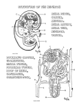 How the Kidney Works The basic structural and functional unit of the