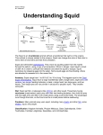 Understanding Squid