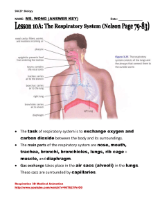 Lesson 10a: Respiratory System