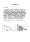 Genetics of the shaded American Shorthair