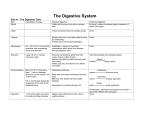 The Digestive System