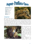 Jaguar – Panthera onca